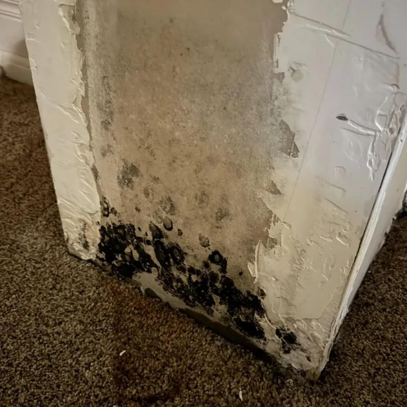 Professional Mold Removal in Asheville, NC
